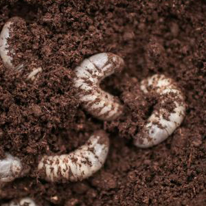 Perfecturf Insect and Grub Control Services