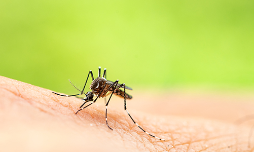 Protect humans and pets from mosquitos