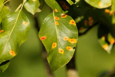 Leaf spots caused by fungi or bacteria
