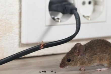 Rodents damage residences