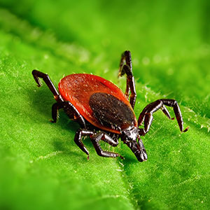 Perfecturf Flea and Tick Control Services